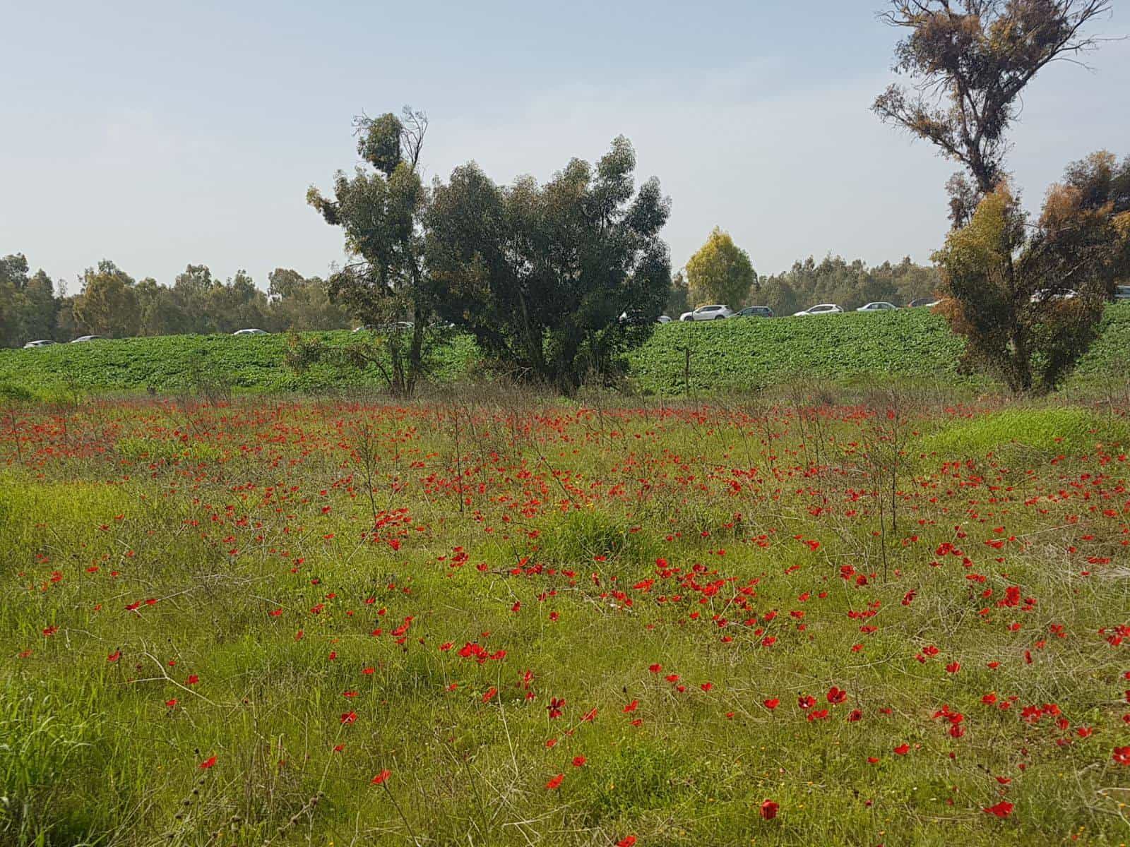 סקר ברשויות מקומיות מטעם המשרד להגנת הסביבה ילמד על השטחים הפתוחים ומשאבי הטבע