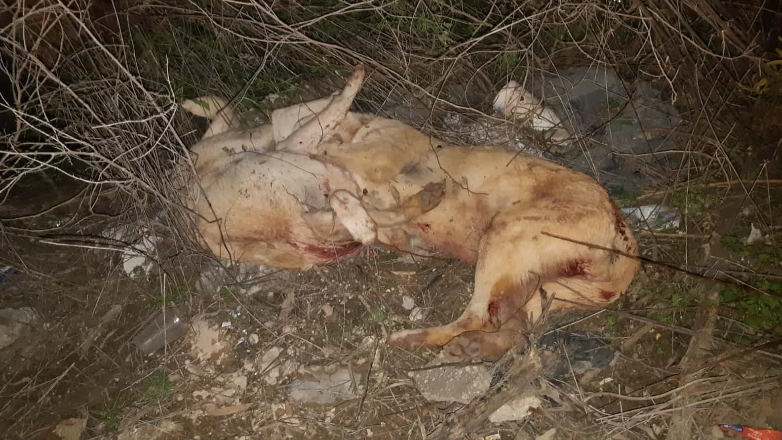 תיעוד מזעזע: תושב רמלה התעלל בשלושה כלבים ואחר כך הרג אותם באכזריות במכות מעדר