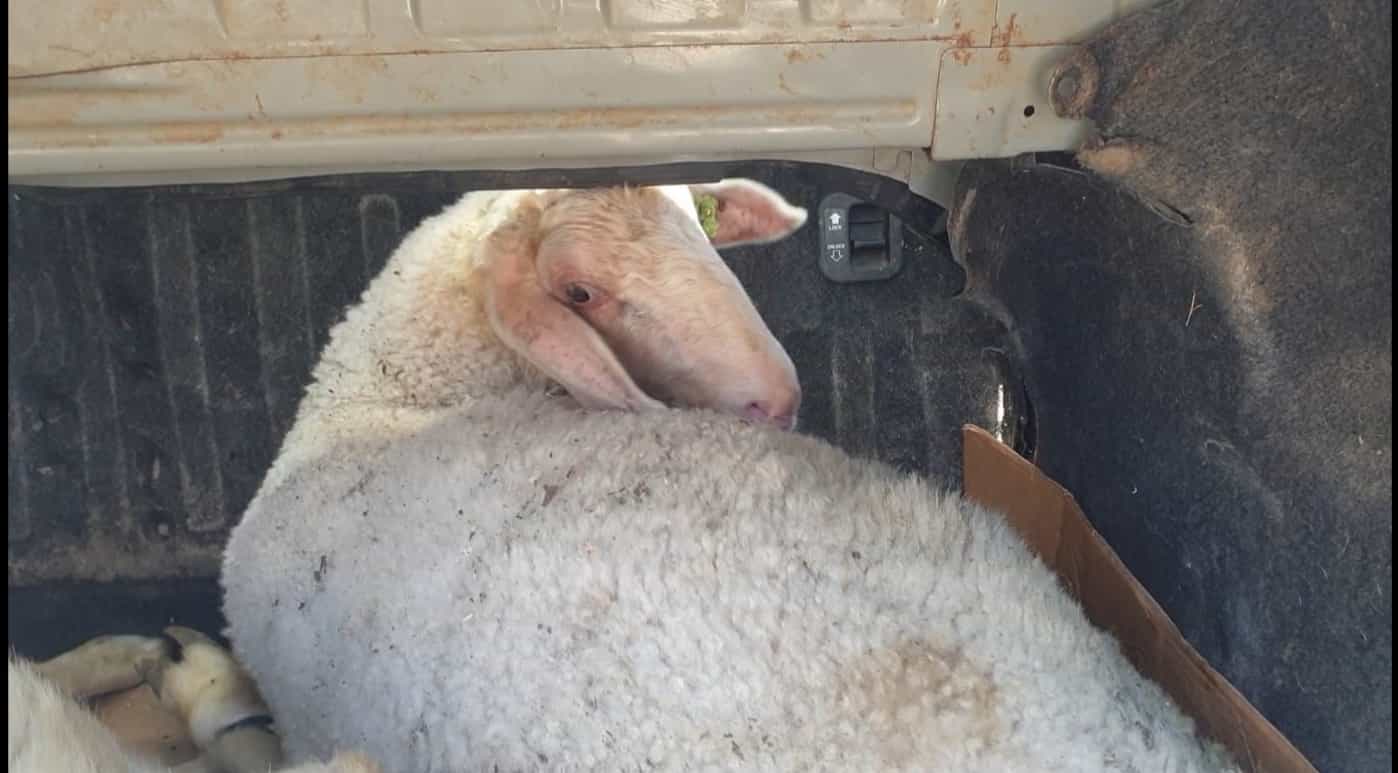 שוטרי מג"ב עצרו ערבי החשוד בגניבת צאן מהמעסיק שלו בקיבוץ עין חרוד